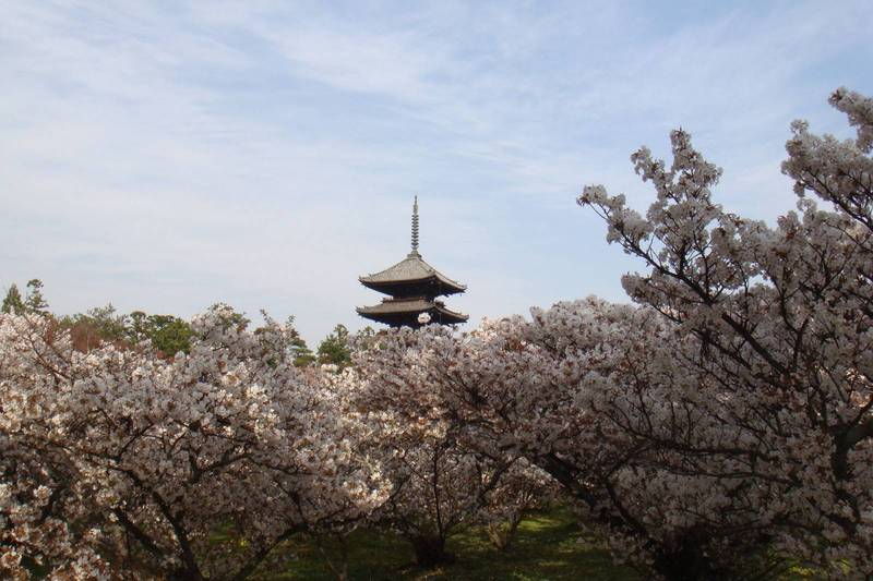 tempio ninnaji omuro sakura kyoto
