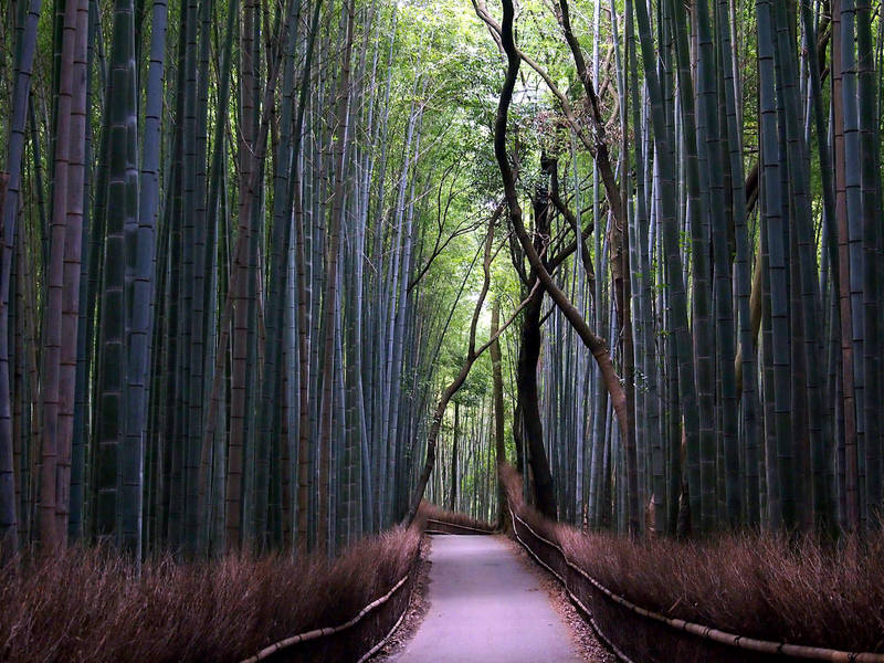 foresta bambù arashiyama kyoto