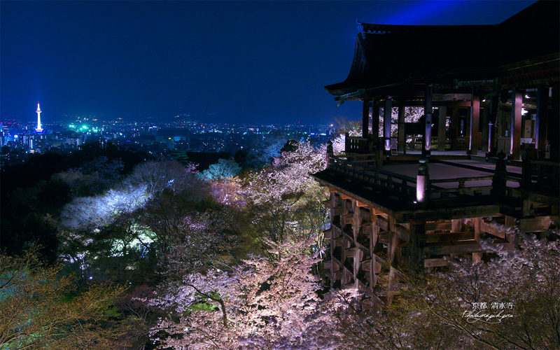 kiyomizudera vista notturna ciliegi in fiore higashiyama kyoto
