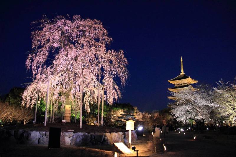 toji temple night view at hanami sakura