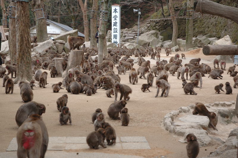 takasakiyama monkey park